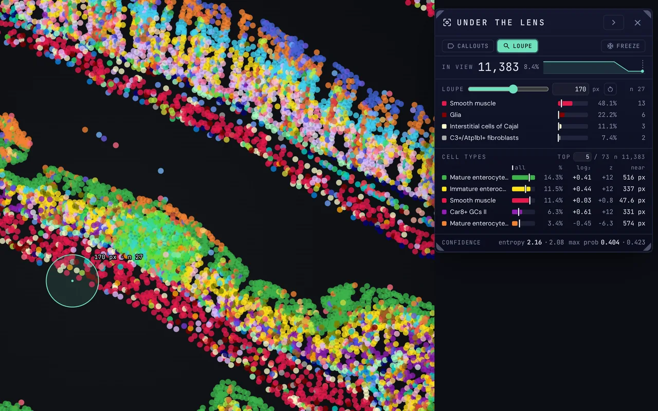 The Lens over a mouse colon section coloured by cell type: its loupe on the mucosa, and the Under the lens panel listing the cell types in view and in the loupe.