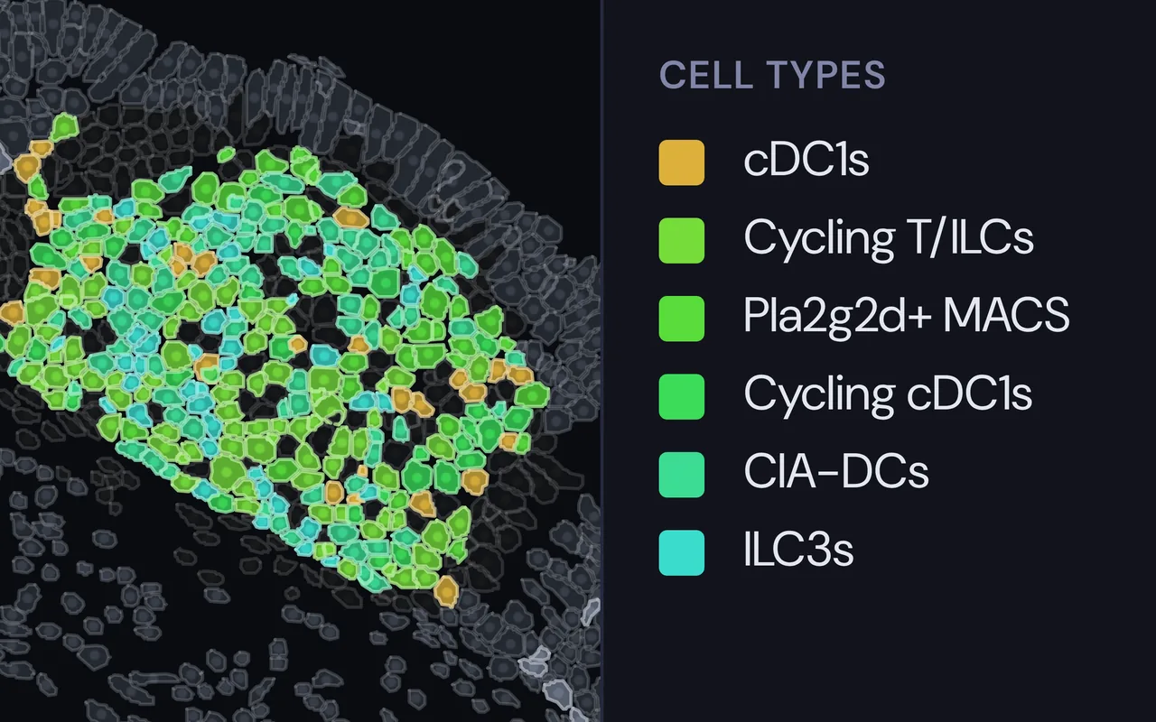 A captured view of cells coloured by type, with the cell-type legend beside it.