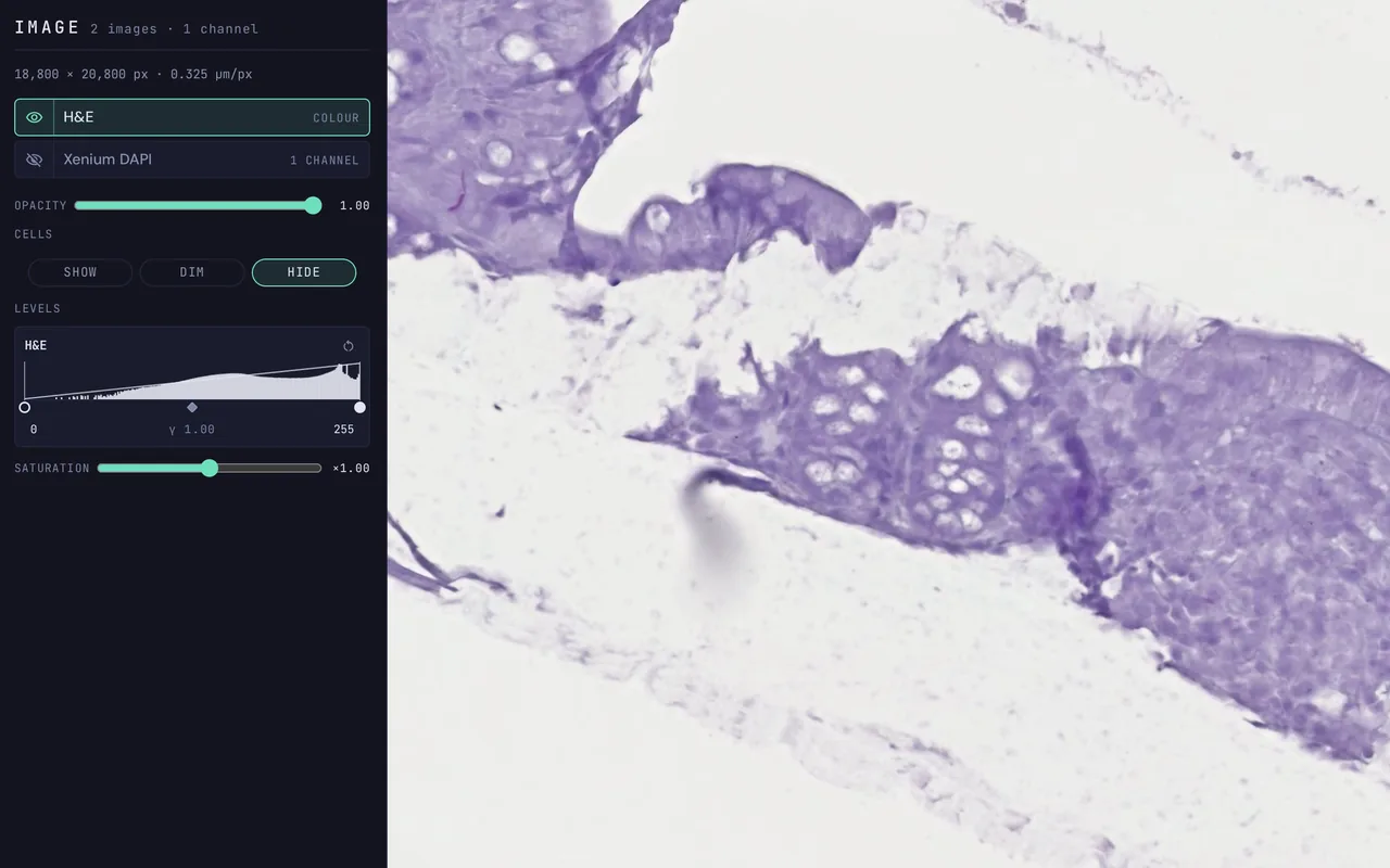 The Image tab beside the H&E image of a mouse colon section: the H&E and Xenium DAPI layers, opacity, cells hidden, the levels histogram with gamma, and saturation.