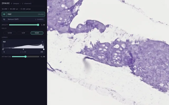 The Image tab beside the H&E image of a mouse colon section: the H&E and Xenium DAPI layers, opacity, cells hidden, the levels histogram with gamma, and saturation.