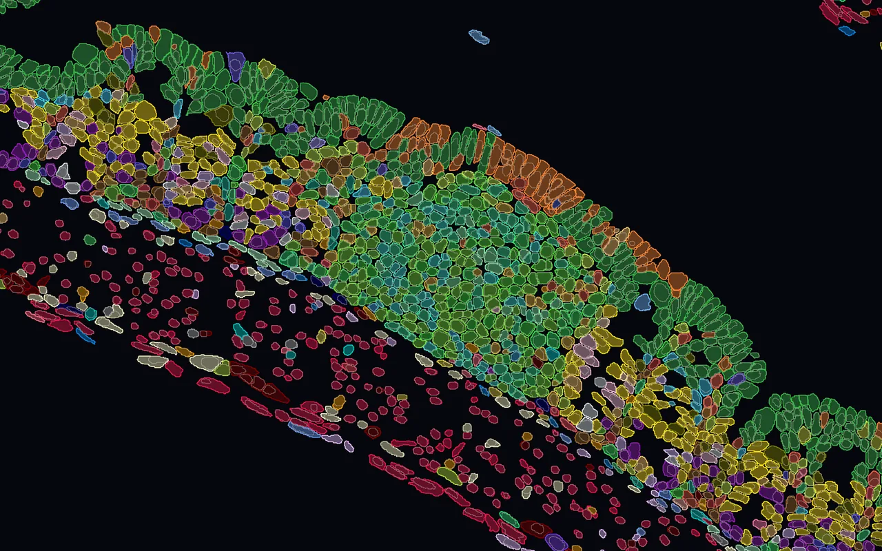 Cells of a mouse colon fold drawn as their segmentation polygons, each filled and outlined in its cell-type colour, with its nucleus outlined inside.